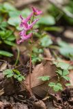 Corydalis caucasica. Цветущее растение. Абхазия, г. Новый Афон, ущелье р. Псырцха, широколиственный лес. 07.03.2015.