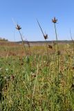 Bolboschoenus planiculmis. Плодоносящие растения. Крым, Симферополь, Симферопольское водохранилище, высохшее вследствие падения уровня воды дно. 30.08.2020.