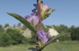 Campanula farinosa. Средняя часть соцветия. Украина, г. Луганск, балка Мощинский яр, основание склона северо-западной эксп., разнотравно-злаковая степь. 27.07.2021.