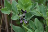 Vicia narbonensis