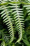 Pteridium aquilinum subspecies atlanticum