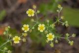 Potentilla argentea