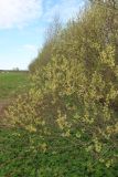 Salix myrsinifolia