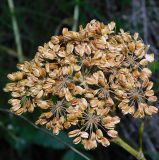 Angelica pachyptera