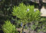 Psoralea pinnata. Верхушка цветущей ветви. Испания, автономное сообщество Каталония, провинция Жирона, комарка Баш-Эмпорда, муниципалитет Палафружель, ботанический сад \"Кап-Роч\". 04.06.2023.