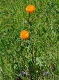 Trollius altaicus