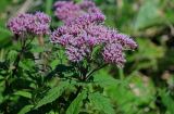 Eupatorium glehnii. Верхушка побега с соцветиями. Курильские о-ва, о-в Кунашир, склон вулкана Головнина, ≈ 400 м н.у.м., заросли Pinus pumila и Sasa. 20.08.2022.