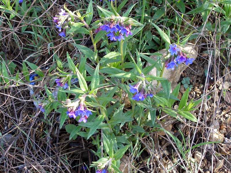 Изображение особи Aegonychon purpureocaeruleum.