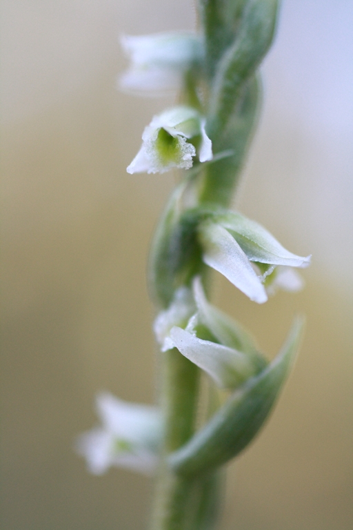 Изображение особи Spiranthes spiralis.