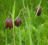 Fritillaria meleagroides