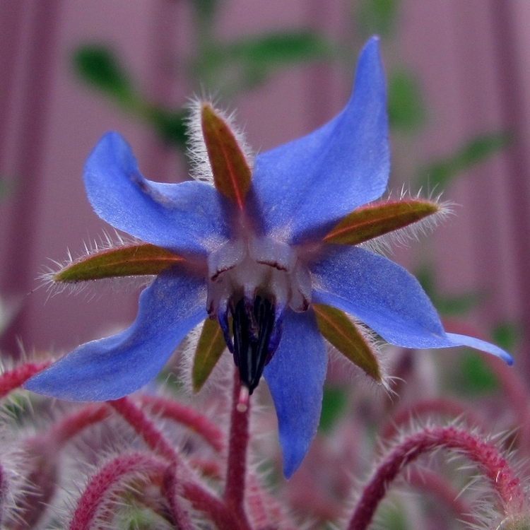 Изображение особи Borago officinalis.