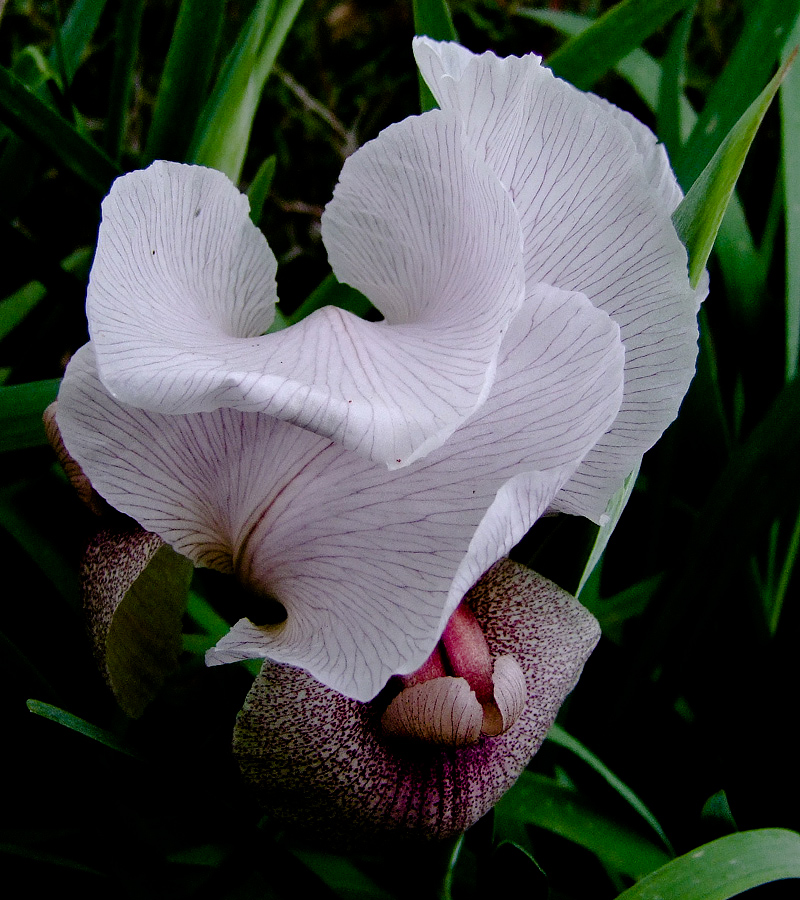 Изображение особи Iris lortetii.