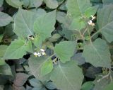 Solanum nigrum ssp. schultesii