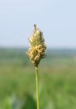 Sesleria caerulea