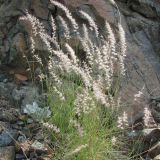 Pennisetum orientale