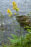 Solidago подвид lapponica