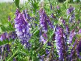 Vicia villosa