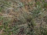 Stipa brauneri