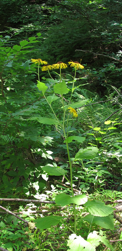 Изображение особи Telekia speciosa.