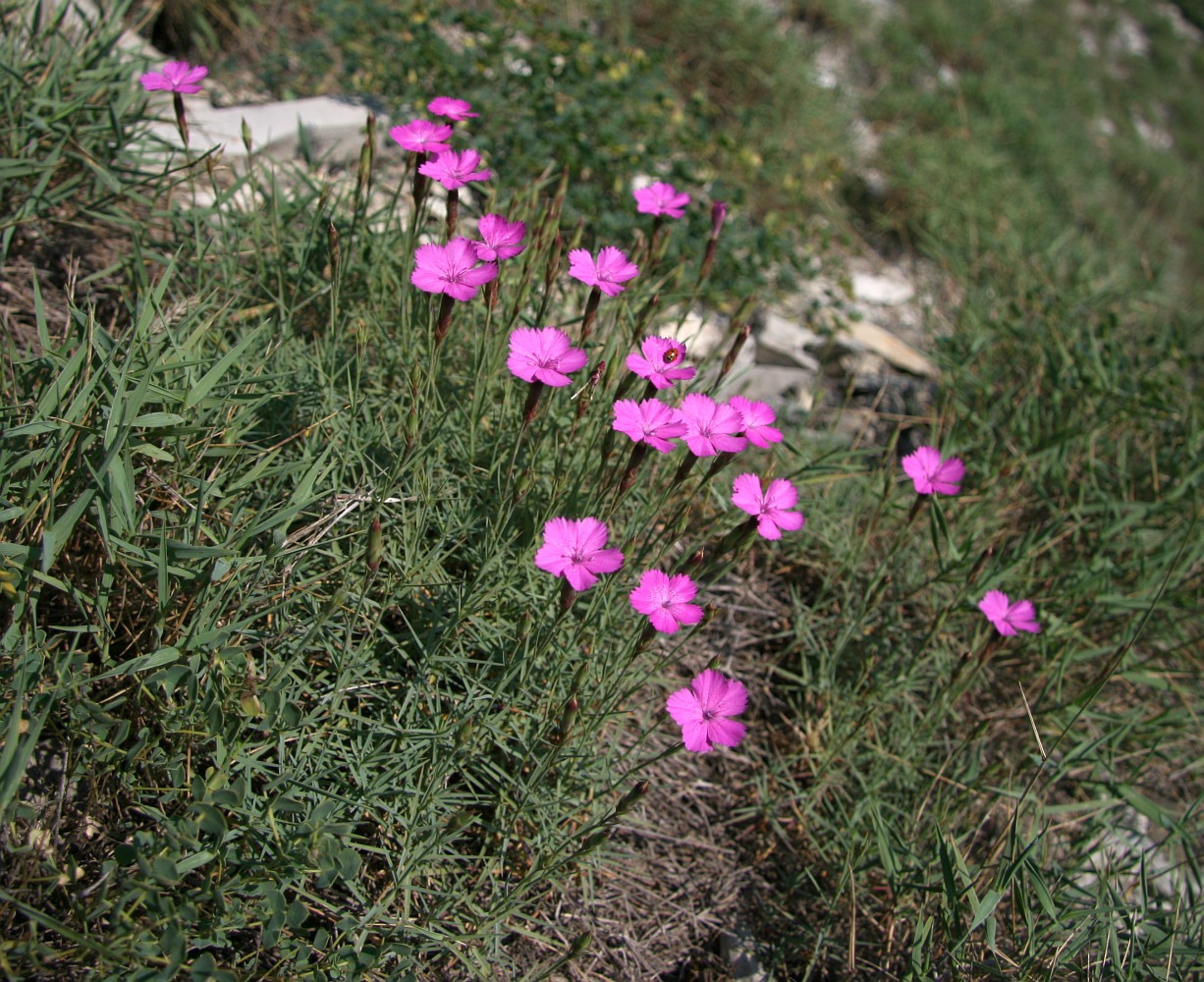 Изображение особи Dianthus acantholimonoides.