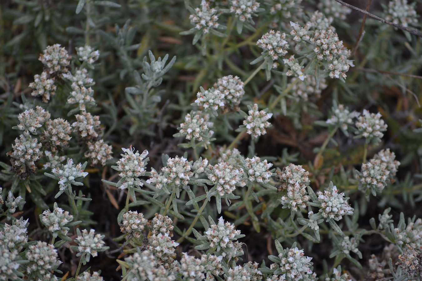 Изображение особи Teucrium capitatum.