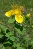 Hypericum maculatum. Верхушка цветущего растения. Свердловская обл., окр. г. Североуральск, район скал Три Брата, разнотравный луг возле соснового леса. 07.07.2013.