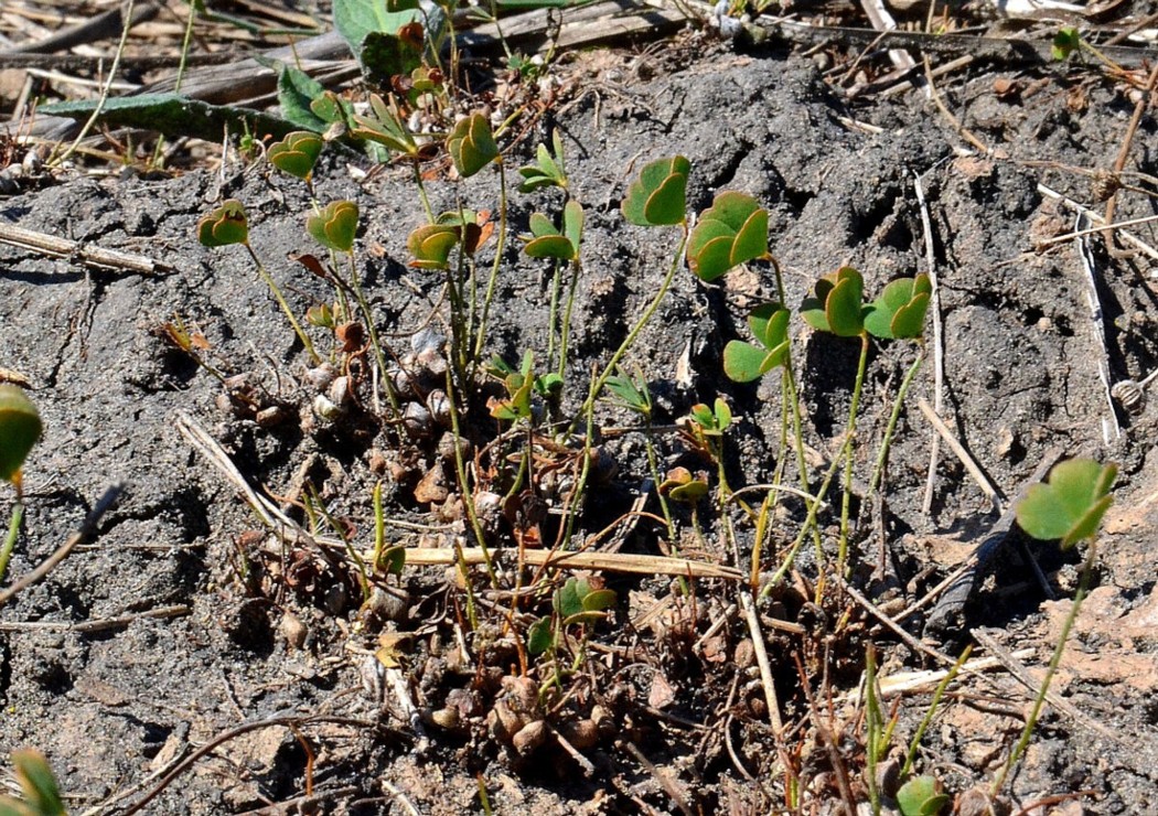 Изображение особи Marsilea aegyptiaca.