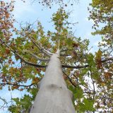 Platanus × acerifolia