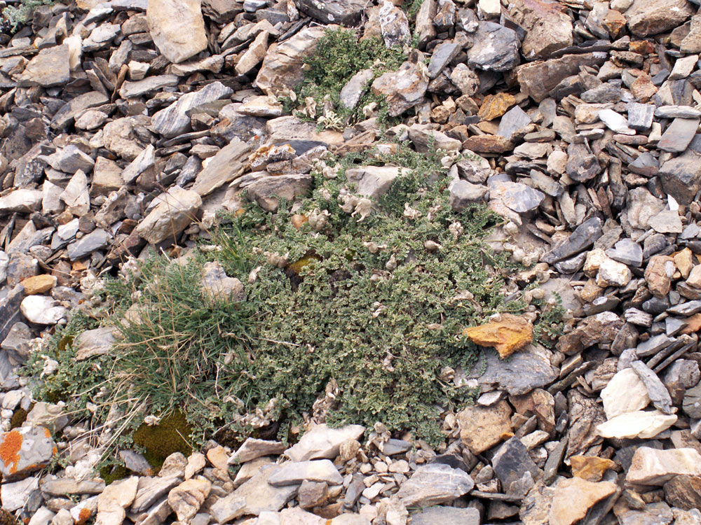 Image of Astragalus nivalis specimen.