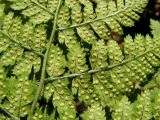 Dryopteris amurensis. Часть вайи с сорусами (вид снизу). Хабаровский край, Ванинский р-н, ельник папоротниковый в верховьях р. Левая Утэ. 19.07.2013.