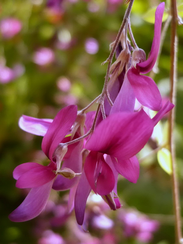 Изображение особи Lespedeza thunbergii.