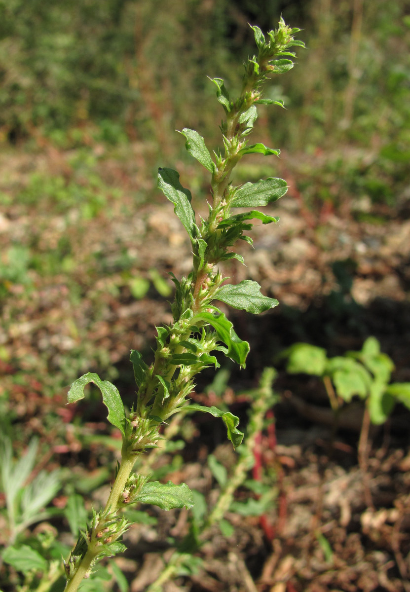 Изображение особи Amaranthus albus.