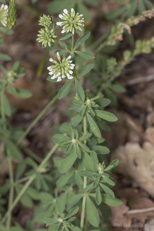 Image of Dorycnium herbaceum specimen.