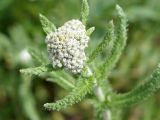 Achillea millefolium. Верхушка растения с нераскрывшимися соцветиями. Кыргызстан, Нарынская обл., левый берег р. Нарын, окр. с. Таш-Башат. 14.06.2015.