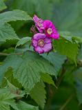 Rubus odoratus