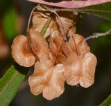 Dodonaea viscosa