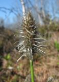 Eriophorum vaginatum