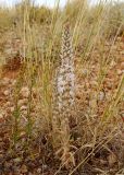 Orostachys thyrsiflora