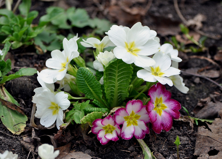 Изображение особи Primula vulgaris.