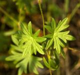 Geranium sanguineum. Средняя часть побега. Южный Урал, Челябинская обл., правый берег р. Ай, скальный массив ниже Больших Притесов. 9 июля 2016 г.