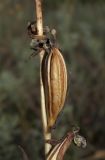 Ophrys apifera