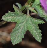 Malva punctata