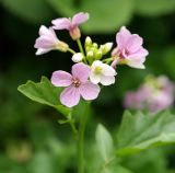 Cardamine seidlitziana. Соцветие. Краснодарский край, Адлерский р-н, окр. пос. Красная Поляна, гора Аибга, пик Чёрная Пирамида, растение выросло рядом с тающим снежником, выс. ≈ 2000 м н.у.м. 19.09.2016.