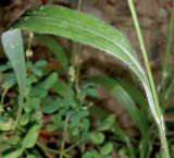 Brachypodium subspecies pubescens