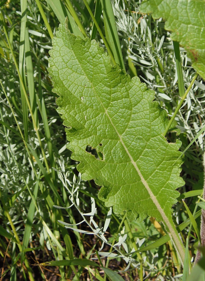 Изображение особи Verbascum ovalifolium.