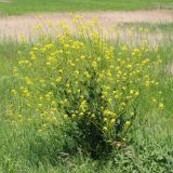 Bunias orientalis. Цветущее растение. Ростовская обл., Неклиновский р-н, Фёдоровское с/п, дол. р. Мокрый Еланчик, луг на склоне. 24.05.2017.