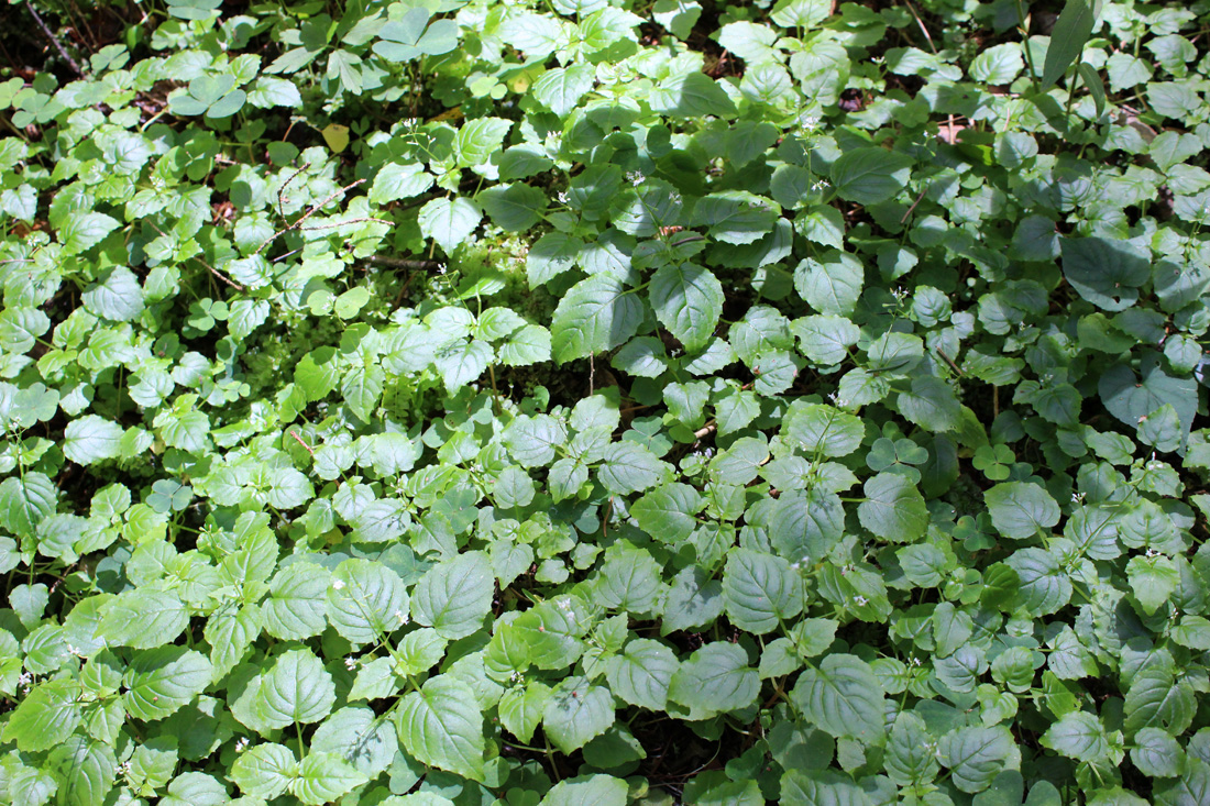 Image of Circaea alpina specimen.