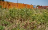 Grindelia squarrosa