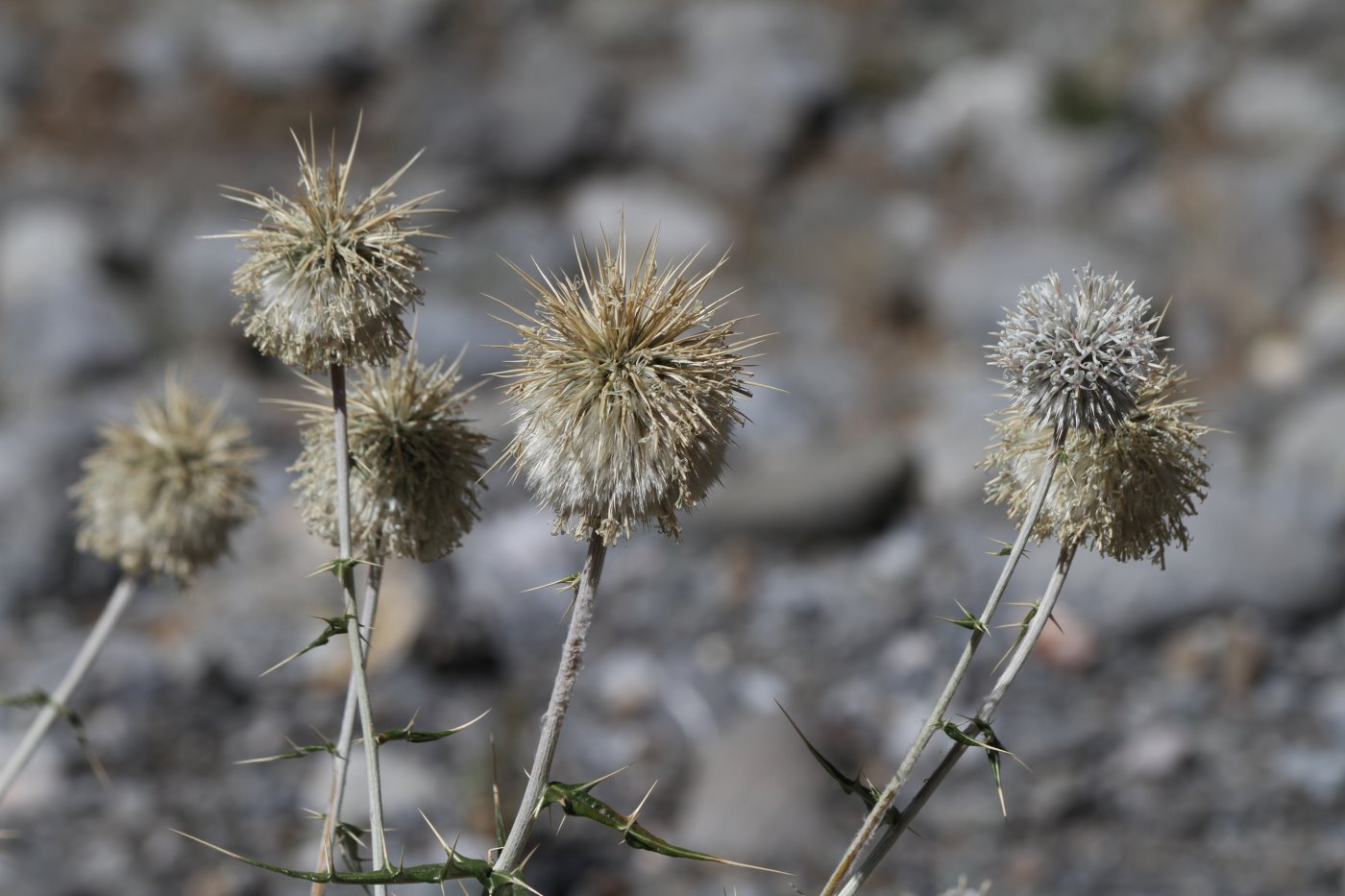 Изображение особи Echinops maracandicus.