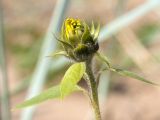 Helianthus annuus